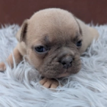 George, blue fawn Französische Bulldogge Welpen kaufen