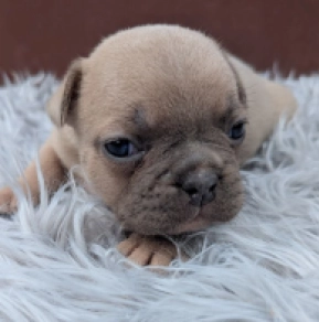 Französische Bulldogge Welpe kaufen