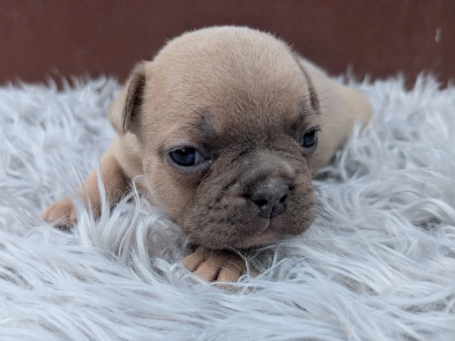 Französische Bulldogge Welpe kaufen