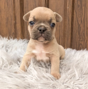 French Bulldog puppy for sale