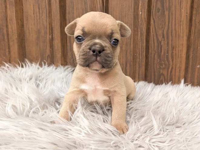 Perros Bulldog Francés en venta