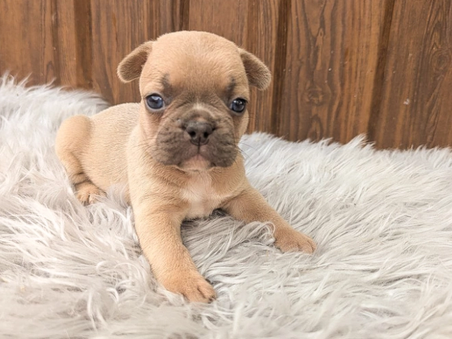 Perros Bulldog Francés en venta