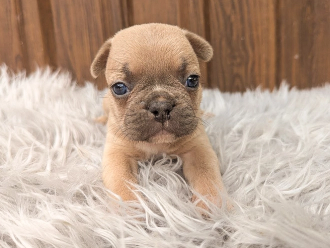 Perros Bulldog Francés en venta