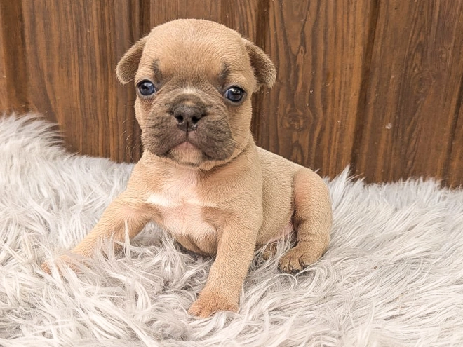 Perros Bulldog Francés en venta