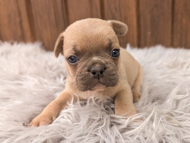 Perros Bulldog Francés en venta