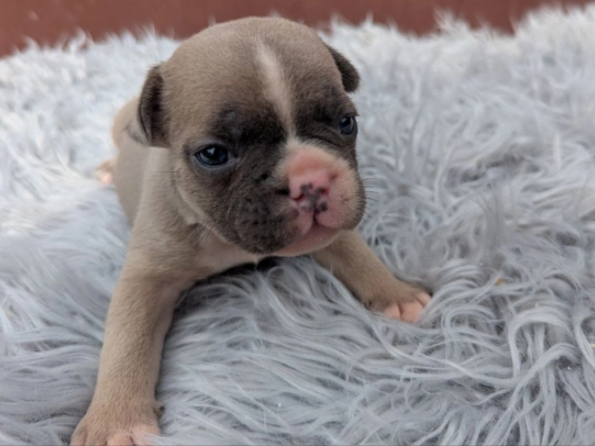 French Bulldog puppy for sale