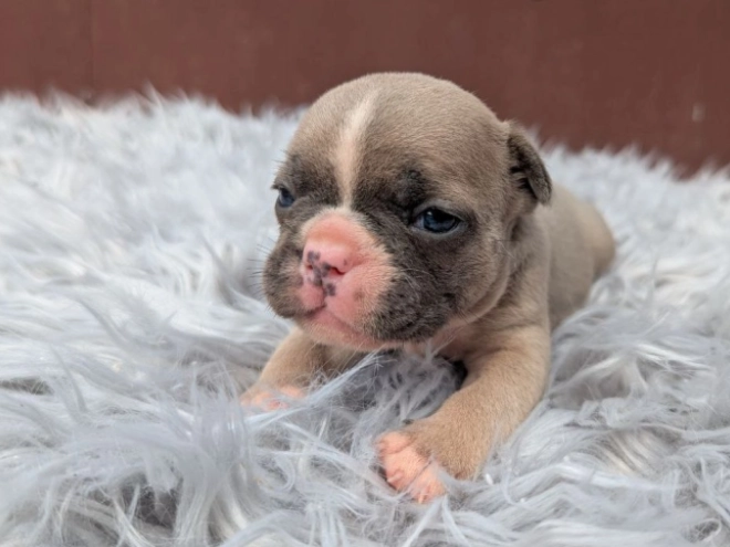 French Bulldog puppy for sale