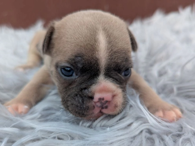 Französische Bulldogge Welpe kaufen