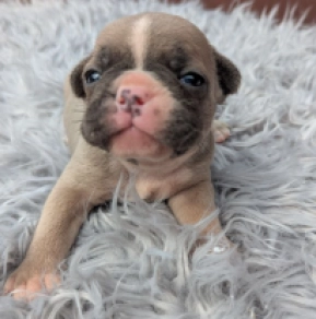 Französische Bulldogge Welpe kaufen