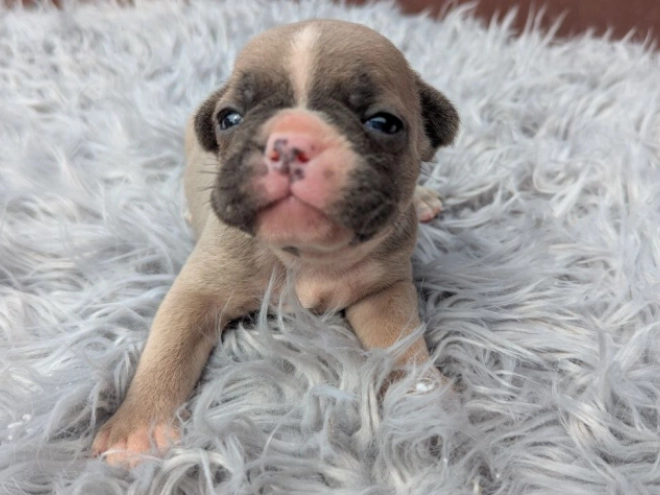Französische Bulldogge Welpe kaufen