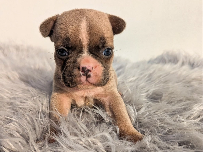 French Bulldog puppy for sale