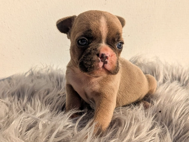 French Bulldog puppy for sale