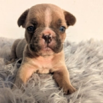 Jason, blue fawn French Bulldog for sale