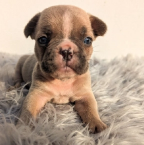 Perros Bulldog Francés en venta