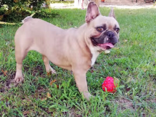 Perros Bulldog Francés en venta