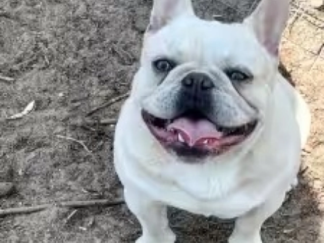 Perros Bulldog Francés en venta