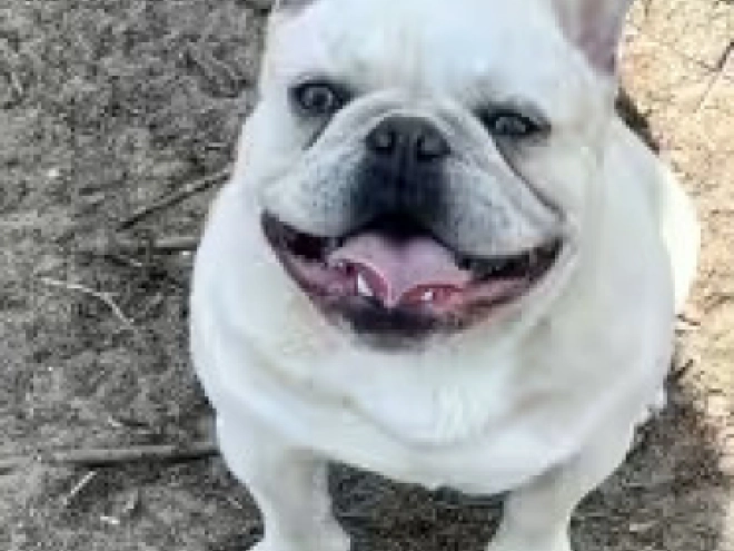 French Bulldog puppy for sale