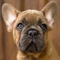 Johnny, blue fawn Französische Bulldogge Welpen kaufen