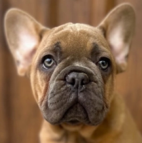 French Bulldog puppy for sale