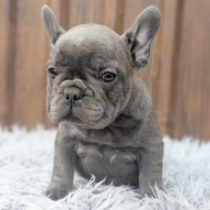 Lena, blue Französische Bulldogge Welpen kaufen