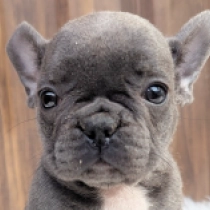 Selena, blue Französische Bulldogge Welpen kaufen