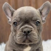 Richie, blue Französische Bulldogge Welpen kaufen