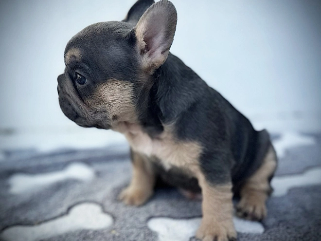 French Bulldog puppy for sale