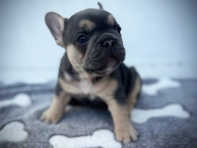 French Bulldog puppy for sale