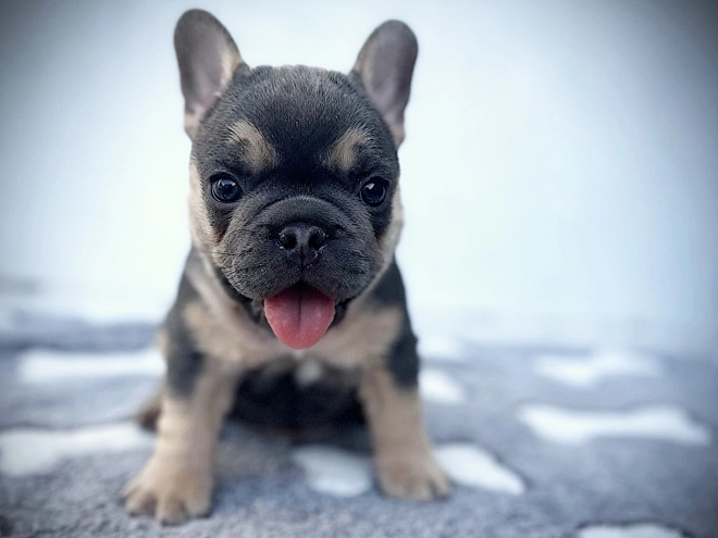 French Bulldog puppy for sale