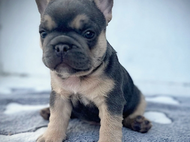 French Bulldog puppy for sale