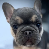 Gaius, black and tan French Bulldog for sale