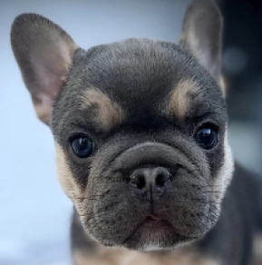 French Bulldog puppy for sale