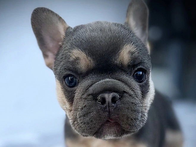 French Bulldog puppy for sale