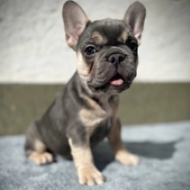 Neo, blue and tan Französische Bulldogge Welpen kaufen