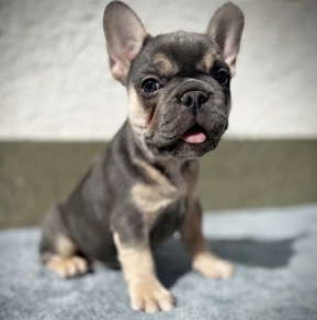 Französische Bulldogge Welpe kaufen