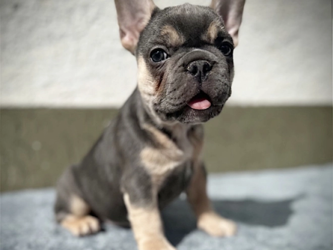 Französische Bulldogge Welpe kaufen