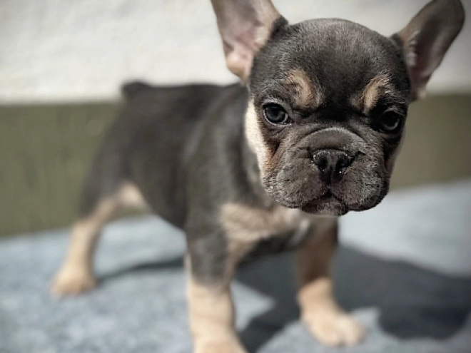 Französische Bulldogge Welpe kaufen