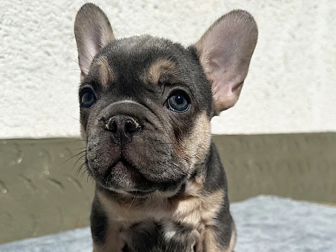 Französische Bulldogge Welpe kaufen