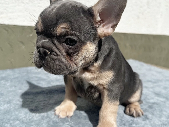Französische Bulldogge Welpe kaufen