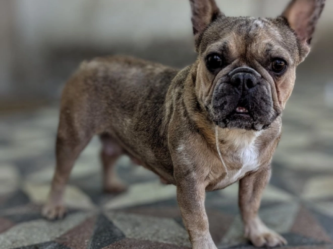 French Bulldog puppy for sale