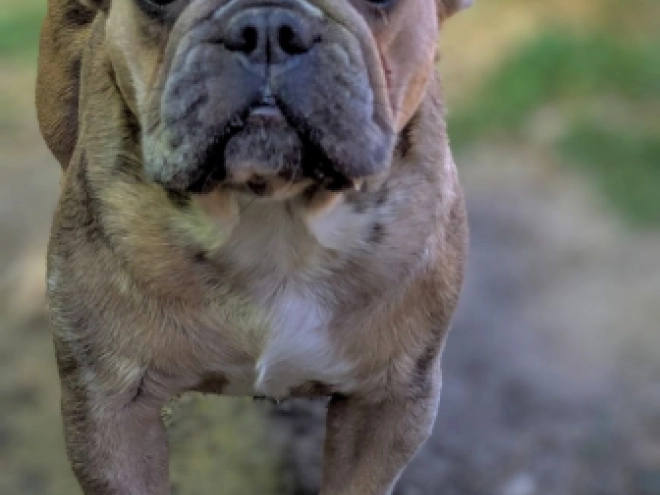 French Bulldog puppy for sale