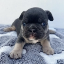 Gideon, black and tan French Bulldog for sale