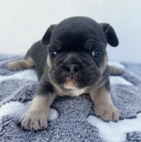 French Bulldog puppy for sale