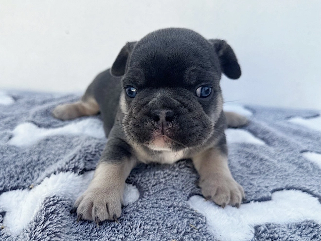 French Bulldog puppy for sale