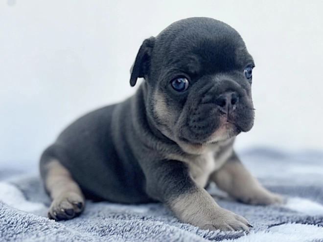 French Bulldog puppy for sale