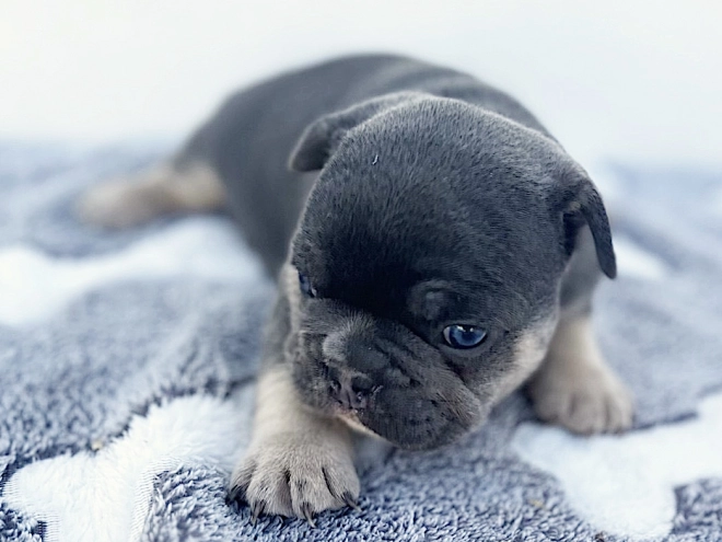 French Bulldog puppy for sale