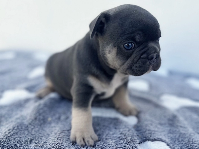French Bulldog puppy for sale