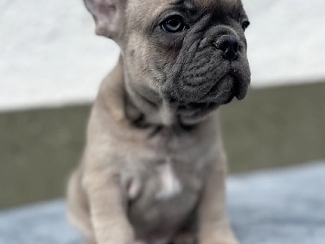 French Bulldog puppy for sale