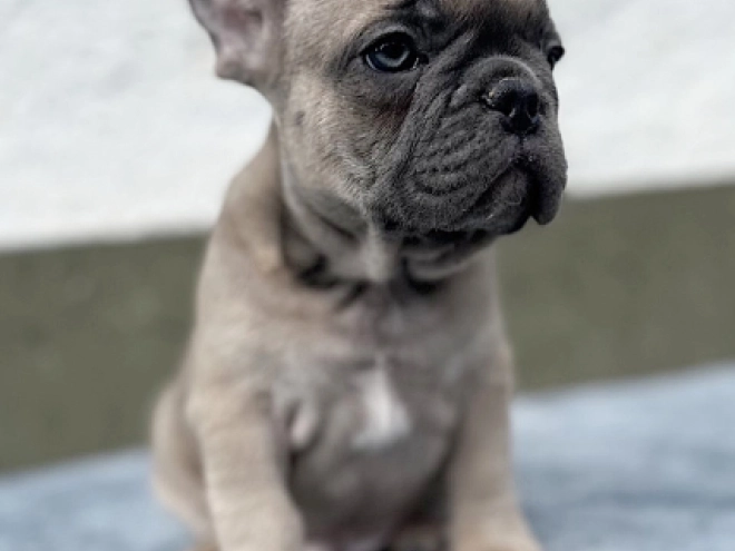 French Bulldog puppy for sale