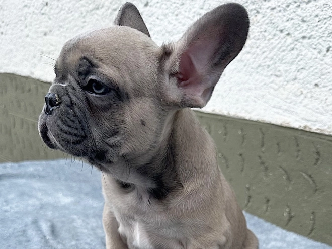 French Bulldog puppy for sale